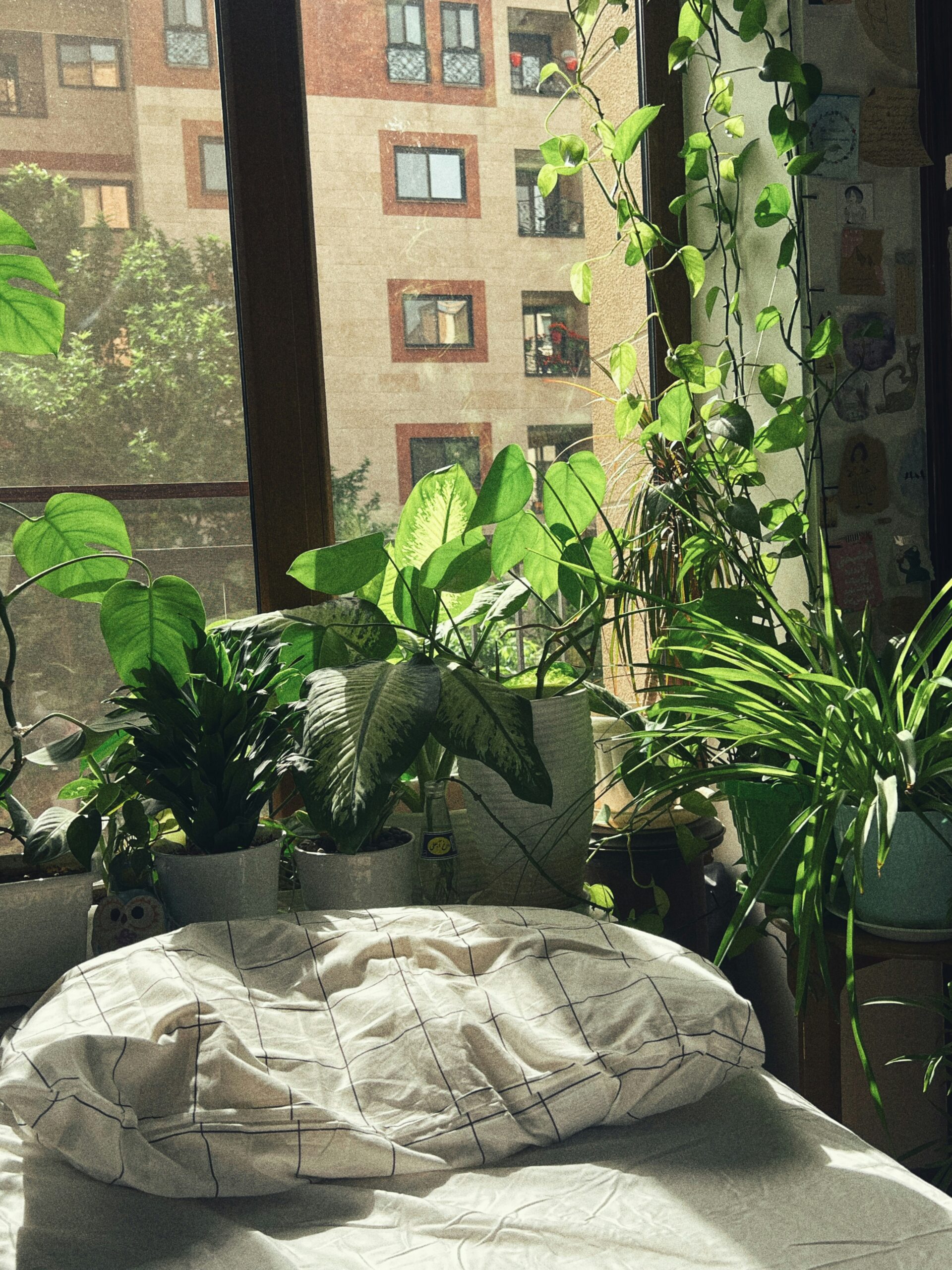 若想以植物去除甲醛,室內每2.7坪(約9 m2 )的地板 面積,應放置一棵至少15公分直徑盆大小的植栽